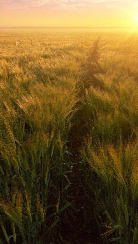 A path through a golden field at sunrise